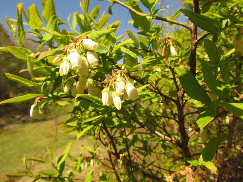 Highbush Blueberry (Vaccinium corymbosum) Highbush blueberry (Vaccinium corymbosum). Credit: Betsy Leppo
